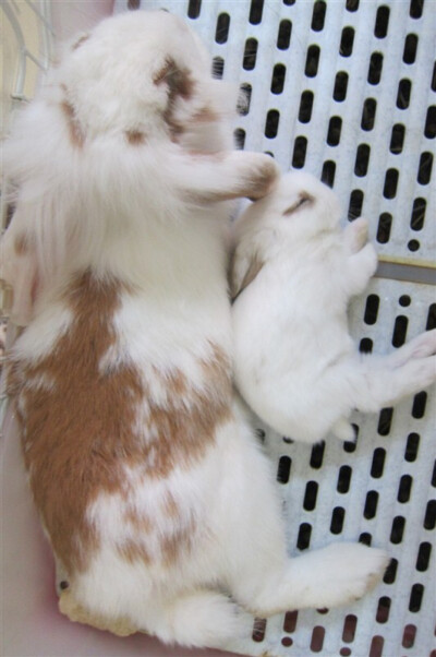 你看我只有我麻麻头那么大！