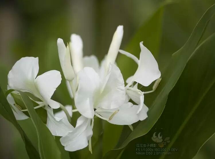 姜花--将记忆永远留在夏天。