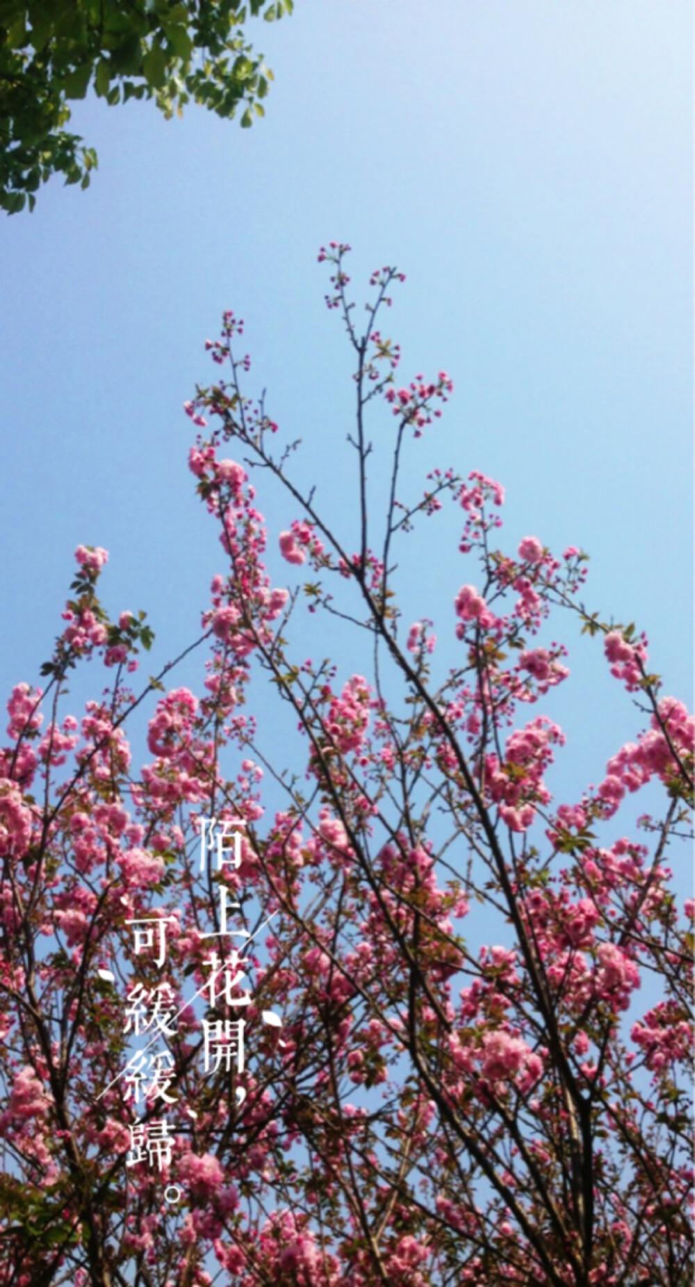 【陌上花开】 - 堆糖,美图壁纸兴趣社区