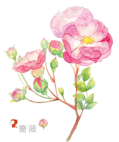 花绘 插画 手绘 小清新 色铅笔 水彩 植物 栽培