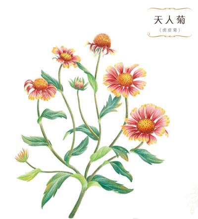 花绘 插画 手绘 小清新 色铅笔 水彩 植物 栽培