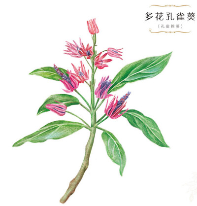 花绘 插画 手绘 小清新 色铅笔 水彩 植物 栽培