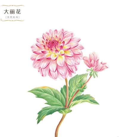 花绘 插画 手绘 小清新 色铅笔 水彩 植物 栽培