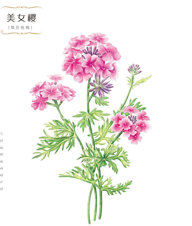 花绘 插画 手绘 小清新 色铅笔 水彩 植物 栽培