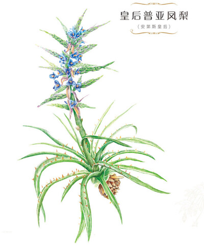 花绘 插画 手绘 小清新 色铅笔 水彩 植物 栽培