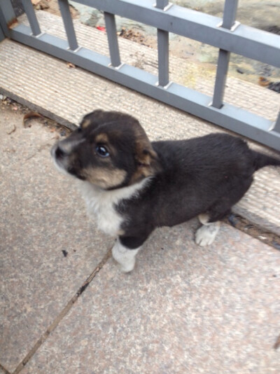 发现一只缩在别人家院子里的小狗，看起来没有主人，好想抱回家。