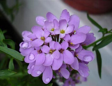 蜂室花Iberis amara L.在欧美的庭院、园林中普遍栽培。引入我国后，正在加以重视，有少数单位在推广应用。花瓣4枚，白色，园艺品种有红、紫红等色。花具芳香。短角果，圆形，有翼。花期4月下旬－6月上旬；采种期6月。原产地中海地区。欧美国家普遍栽培，我国很少。由于是直根性植物，移植时尽可能少伤根。栽培管理比较粗放...