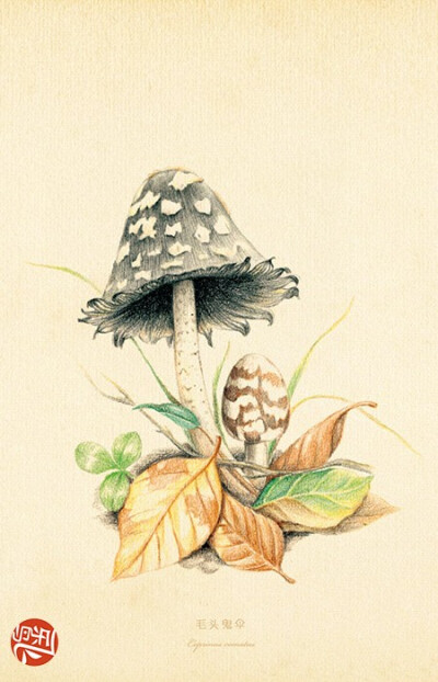 《蘑菇绘》