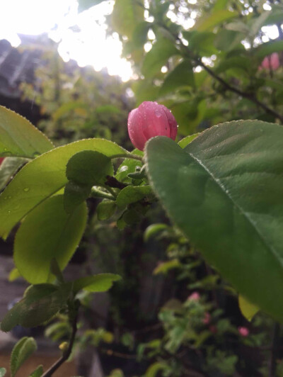 阳光下院里的海棠着雨