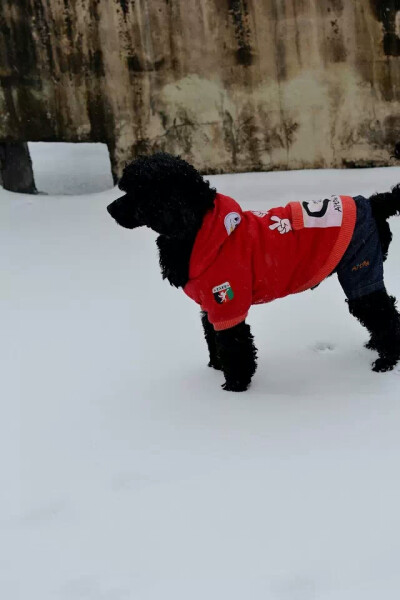 去年冬天的第一场雪，脚丫子有点凉，但我玩的很开心。