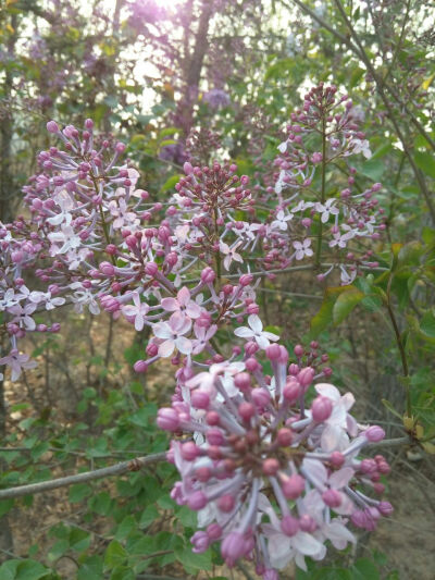 丁香花