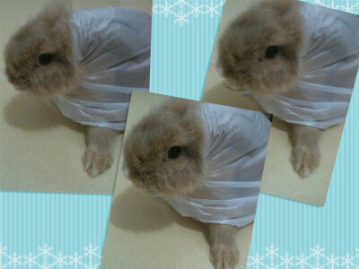 我是一只小恐龙，我是一只小恐龙～