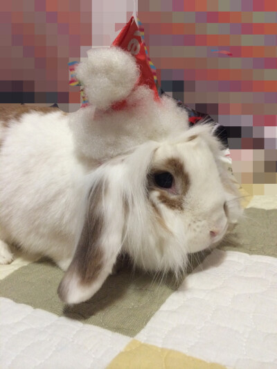 一只圣诞兔纸来啦～