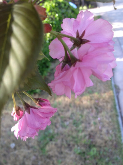 春花烂漫