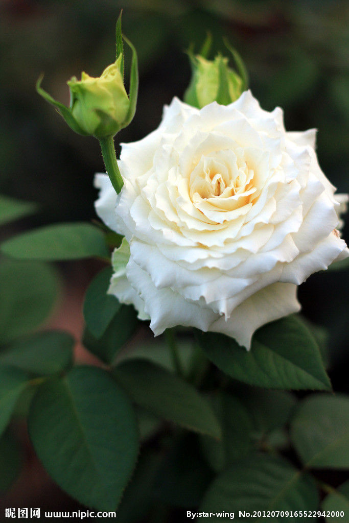 大上海白玫瑰图片