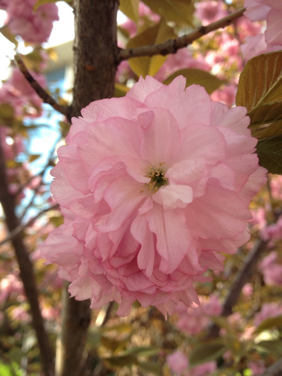 春花烂漫