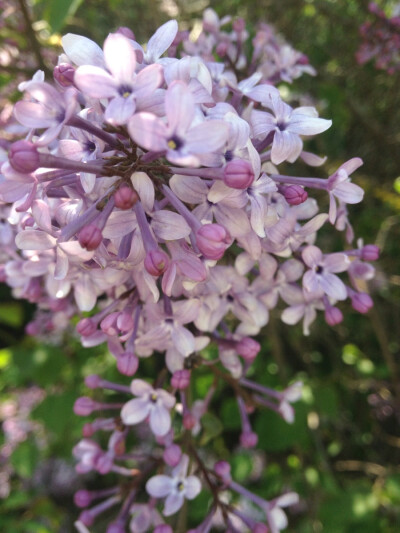 春花烂漫