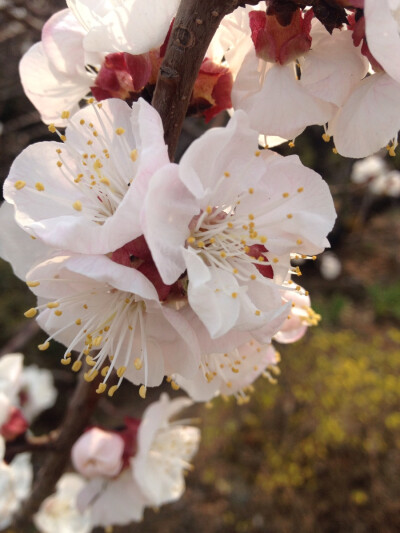 春花烂漫