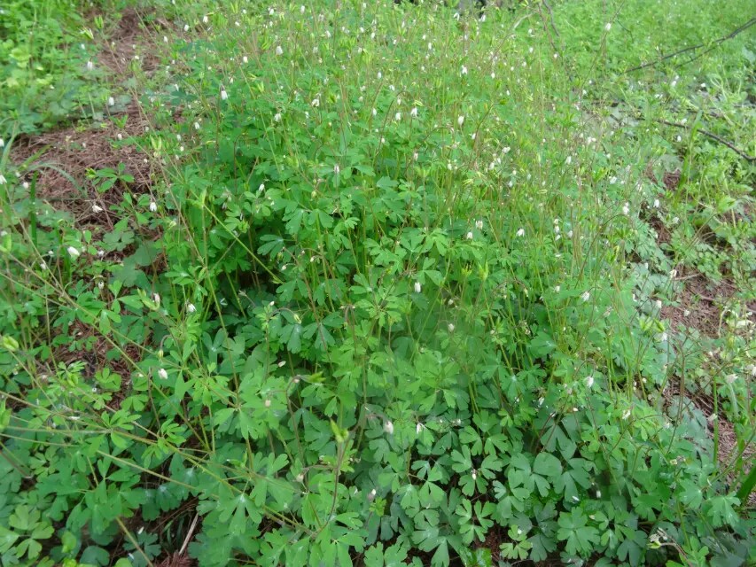 天葵：毛茛科天葵属植物。块根药用，中药名天葵子，功能清热解毒，消肿散结。用于痈肿疔疮，乳痈，瘰疠，毒蛇咬伤。