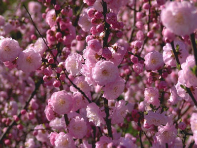 杏花，花语:娇羞，疑惑