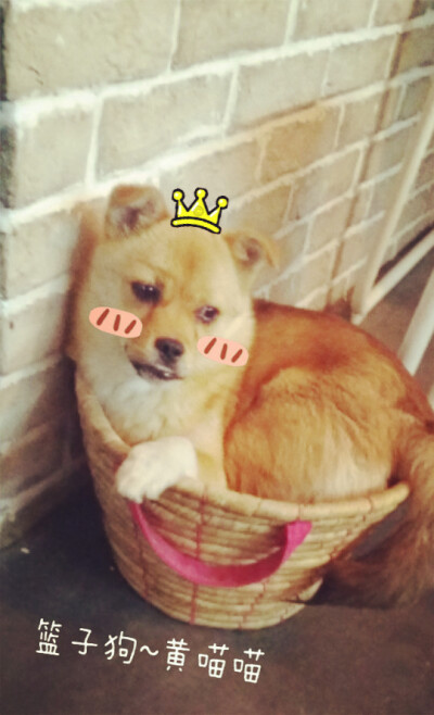 #我家萌汪#黄喵喵~热衷睡篮子~技能偷吃猫粮~狂爱蹭腿（特别是美女）~好吧，他其实是一只披着狗皮的猫(╯з╰)