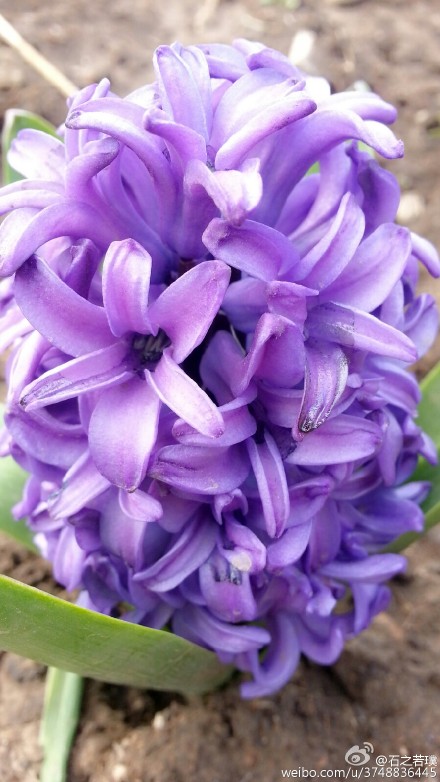 【石之若璞-花事-春日觅花影】风信子~拉丁学名Hyacinthus orientalis L.~别称：洋水仙、西洋水仙、五色水仙、时样锦~百合科-风信子属~