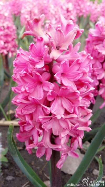 【石之若璞-花事-春日觅花影】风信子~拉丁学名Hyacinthus orientalis L.~别称：洋水仙、西洋水仙、五色水仙、时样锦~百合科-风信子属~