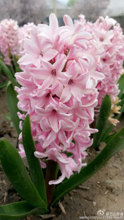 【石之若璞-花事-春日觅花影】风信子~拉丁学名Hyacinthus orientalis L.~别称：洋水仙、西洋水仙、五色水仙、时样锦~百合科-风信子属~