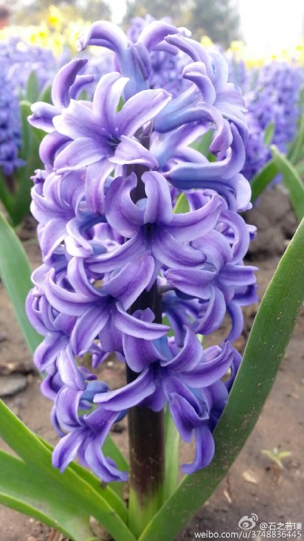 【石之若璞-花事-春日觅花影】风信子~拉丁学名Hyacinthus orientalis L.~别称：洋水仙、西洋水仙、五色水仙、时样锦~百合科-风信子属~