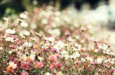 雏菊的花语是天真、和平、希望、纯洁的美以及深藏在心底的爱。