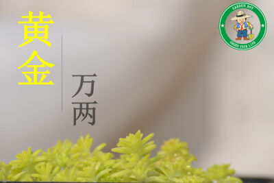 黄金万年草---欢迎前来小店选购哦！http://gardenboy.taobao.com