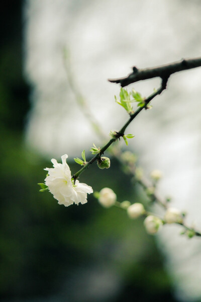 小清新 温暖 干净 安静 唯美 静物 物语 时光 花 清新淡雅 鸟语花香 花 植物 风景 树木 盆栽 景物 壁纸 头像 背景 绿色