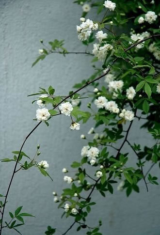 小清新 温暖 干净 安静 唯美 静物 物语 时光 花 清新淡雅 鸟语花香 花 植物 风景 树木 盆栽 景物 壁纸 头像 背景 绿色