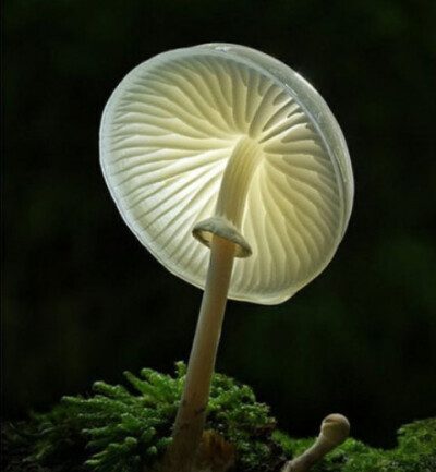 “死亡天使”(Death Angel)学名Amanita bisporigera，是最常见的蘑菇杀手之一。人们很容易将白色的死亡天使与可食用的蘑菇混淆，包括草菇和洋蘑菇。死亡天使含有鹅膏毒素，可阻止细胞 的新陈代谢(从而杀死细胞)，通…