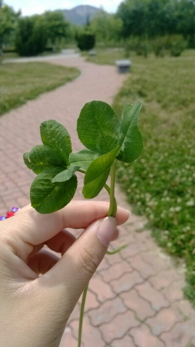 我们的幸运草。