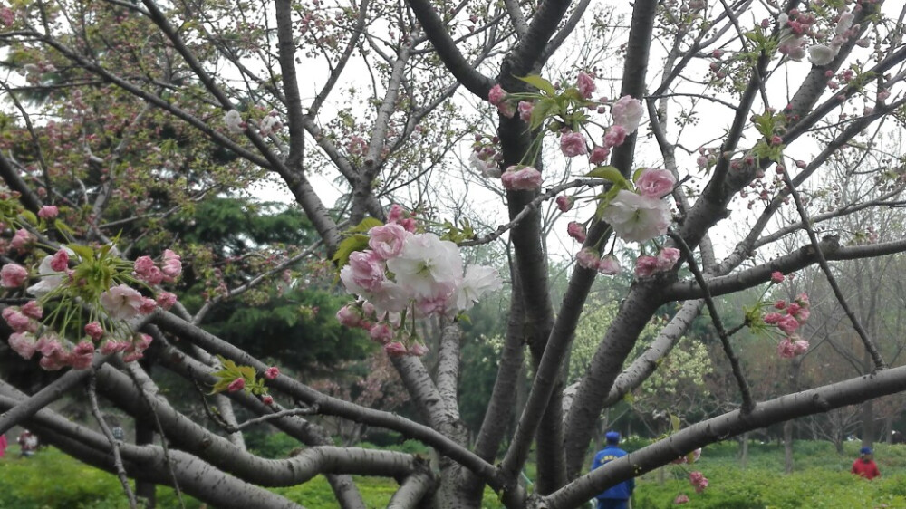 一树梨花压海棠