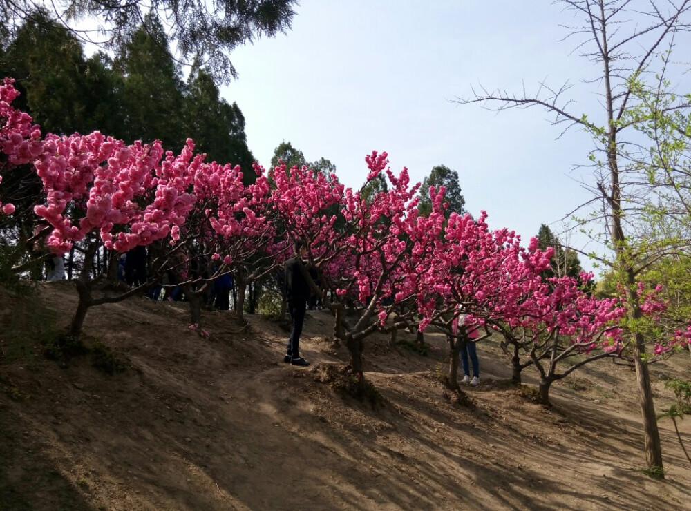 红——圆明园