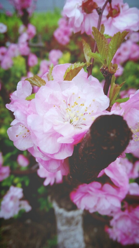 轻轻飘散，随风入画