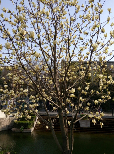 花开——清华大学