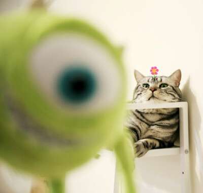 【大菇凉】【世界的软肋】猪可 @猪猫可乐 猫 萌物 萌宠 可爱 萌 呆软 动物