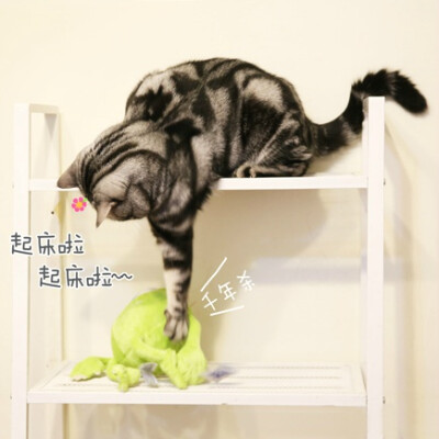 【大菇凉】【世界的软肋】猪可 @猪猫可乐 猫 萌物 萌宠 可爱 萌 呆软 动物