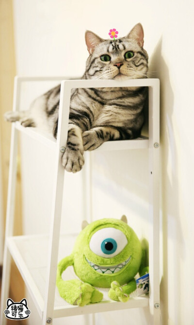 【大菇凉】【世界的软肋】猪可 @猪猫可乐 猫 萌物 萌宠 可爱 萌 呆软 动物