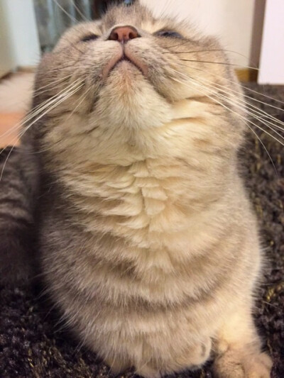 【大菇凉】【世界的软肋】萌宠 宠物 动物 猫 萨摩耶 妞妞 萌 可爱 呆软 端午 端妃 端胖 马建国一米五@回忆专用小马甲