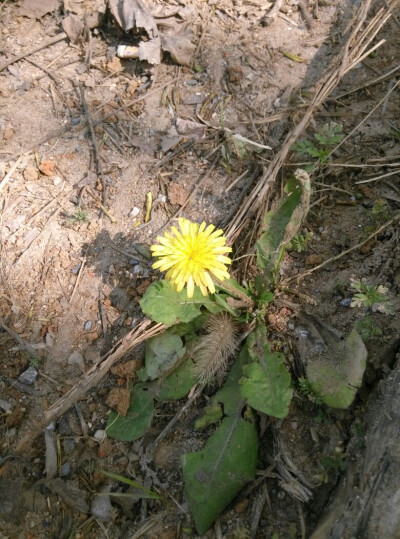 野花