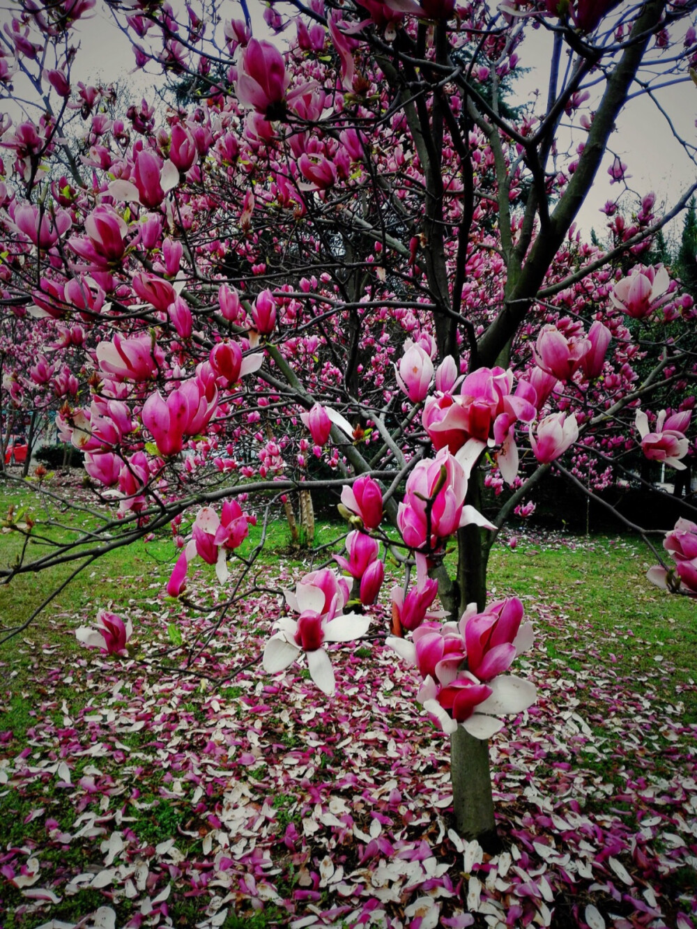 无可奈何花落去