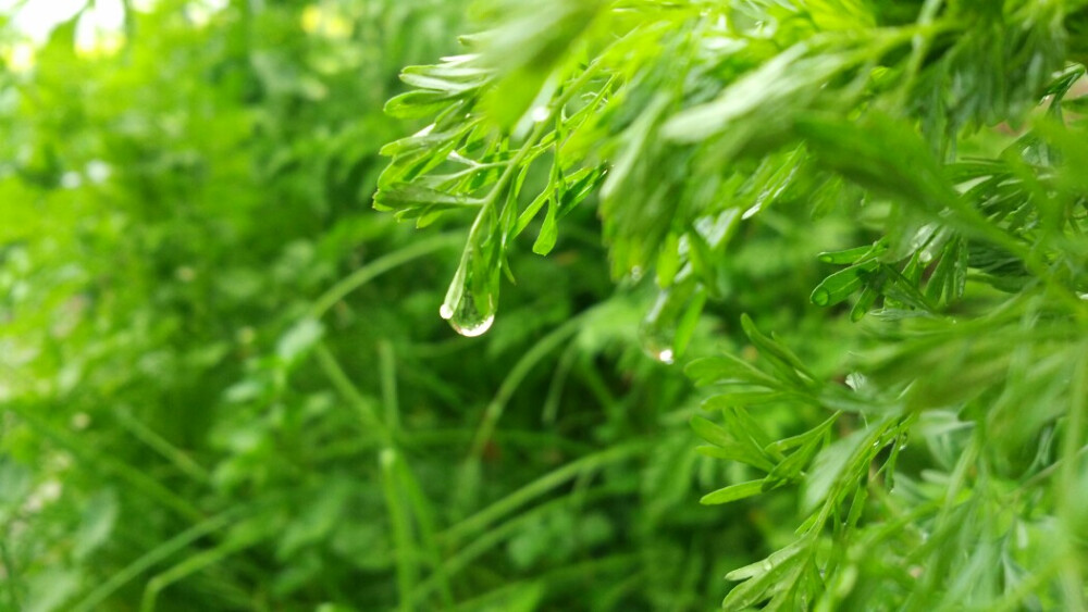 雨后