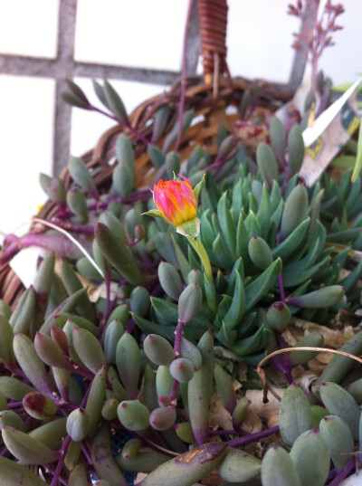 。多肉植物。15.4.16 黄花照波也要开花了