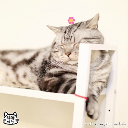 【大菇凉】【世界的软肋】猪可 @猪猫可乐 猫 萌物 萌宠 可爱 萌 呆软 动物