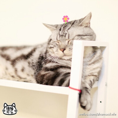 【大菇凉】【世界的软肋】猪可 @猪猫可乐 猫 萌物 萌宠 可爱 萌 呆软 动物