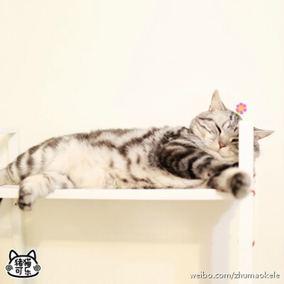 【大菇凉】【世界的软肋】猪可 @猪猫可乐 猫 萌物 萌宠 可爱 萌 呆软 动物